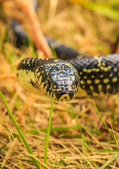 snake in the grass