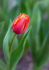 Close up of red tulip flower with green leaves in macro photography