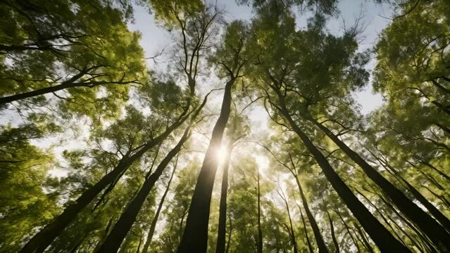 Low angle view of a moving image of sunlight filtering through the forest canopy