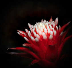 Macro shot of a red flower with white petals in darkness