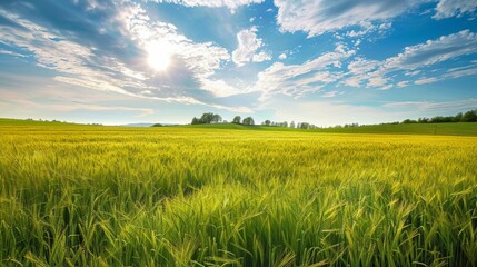 Obraz premium Countryside field, sunny day in the countryside