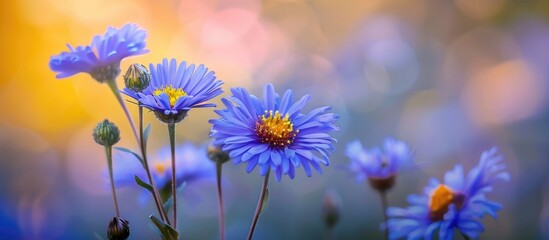 Summary of blue aster petals with blurred background - obrazy, fototapety, plakaty