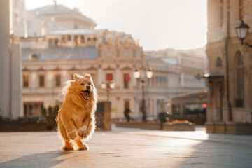 joyful golden dog runs towards the camera on a sun-kissed city square. Pet in town