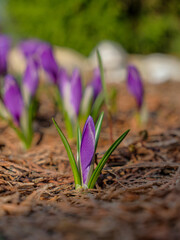 Beautiful purple crocus flowers. Selective focus. The first tender spring flowers on a sunny day. Macro photography.