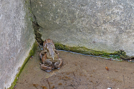 Male and female frog (Bufo bufo) mating in a pond.