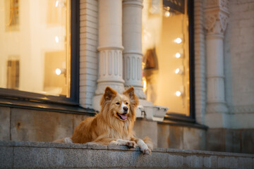 relaxed dog lies on the steps of an illuminated building, its contented expression reflecting the warmth of the city lights - 787530759