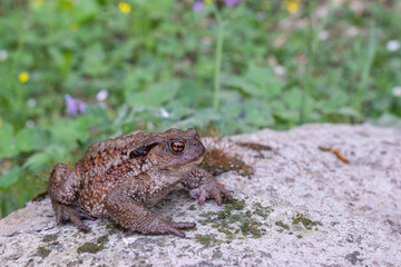 Common toad (Bufo bufo) in the natural ecosystem.