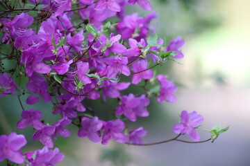 Fototapeta premium Azalea Rhododendron. Bush of many delicate vivid pink azalea flowers.