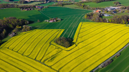 Aerial drone view of yellow rapeseed fields in German countryside