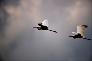 Weiße Reiher Vögel (Silberreiher - ardea alba) vor dramatischem Wolkenhimmel im Gewitter vor dem Regen