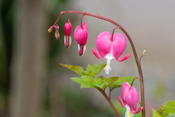 Close up of a bleeding heart (lamprocapnos spectabilis) flower in bloom