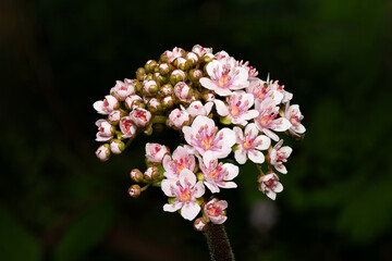 Closeup shot of petite pink blossoms on a shrub or flowering plant