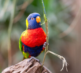 Colorful parrot with a sharp beak perched on branch eating grass