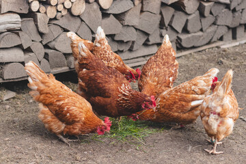 Domestic chicken with brown and white feathers running around the yard in the free range. Organic chickens. Homegrown eggs. Funny expression