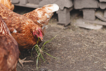 Domestic chicken with brown and white feathers running around the yard in the free range. Organic chickens. Homegrown eggs. Funny expression