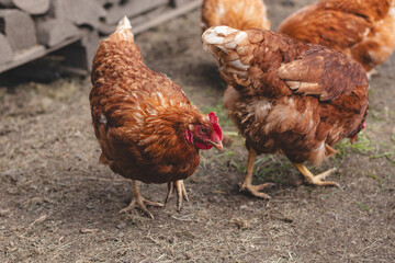 Domestic chicken with brown and white feathers running around the yard in the free range. Organic chickens. Homegrown eggs. Funny expression