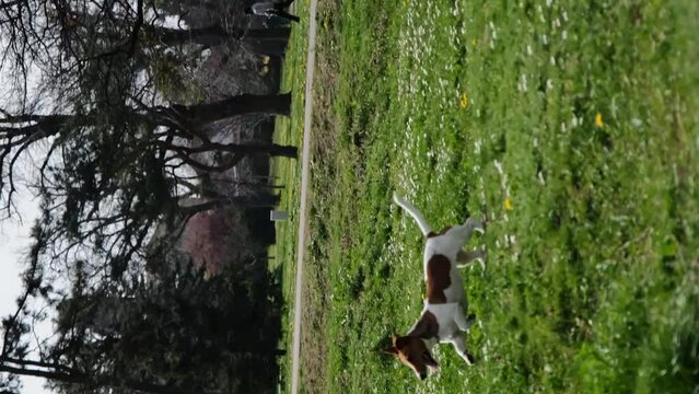 Caucasian man plays with dog in green clearing. Male pet owner with a Jack Russell terrier on a walk on a sunny spring day, actively and having fun. Vertical 4k footage with happy pet