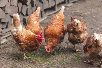 Domestic chicken with brown and white feathers running around the yard in the free range. Organic chickens. Homegrown eggs. Funny expression