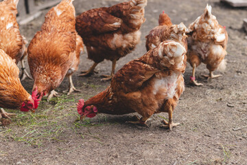 Domestic chicken with brown and white feathers running around the yard in the free range. Organic chickens. Homegrown eggs. Funny expression