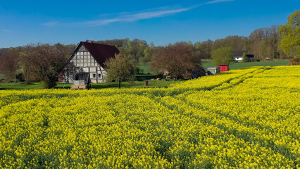 Aerial drone view of yellow rapeseed fields in German countryside