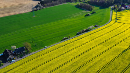 Fototapeta premium Aerial drone view of yellow rapeseed fields in German countryside