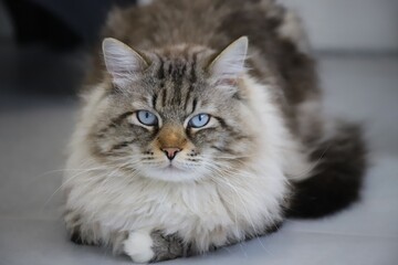 Fluffy siberian cat with blue eyes, background. Neva masquerade.