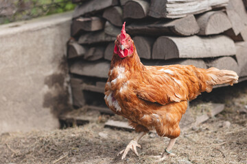 Domestic chicken with brown and white feathers running around the yard in the free range. Organic chickens. Homegrown eggs. Funny expression