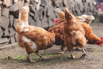 Domestic chicken with brown and white feathers running around the yard in the free range. Organic chickens. Homegrown eggs. Funny expression