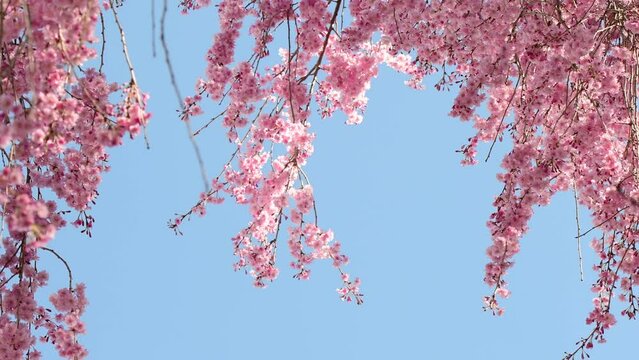 Fresh cherry bloom close up o wind blue sky background