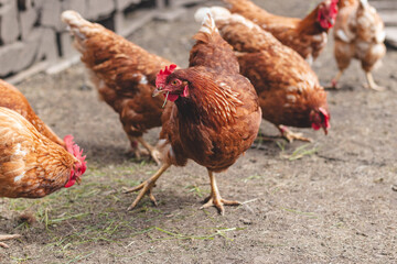 Domestic chicken with brown and white feathers running around the yard in the free range. Organic chickens. Homegrown eggs. Funny expression