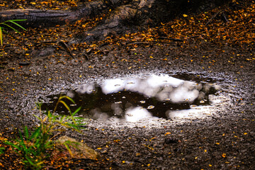 puddle of water in a forest in autumn, full of yellow, orange and green colors.