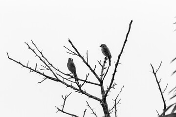 Silhouette of birds sitting on a tree branch in black and white