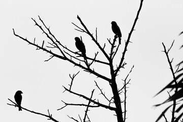 Silhouette of birds sitting on a tree branch in black and white