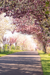 Stra&szlig;e Kirschbl&uuml;ten Allee Warnstedt im Harz