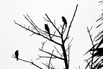Silhouette of birds sitting on a tree branch in black and white