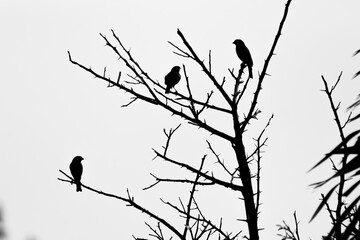 Silhouette of birds sitting on a tree branch in black and white