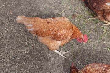 Domestic chicken with brown and white feathers running around the yard in the free range. Organic chickens. Homegrown eggs. Funny expression