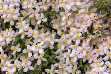 Selective focus of white pink flowers in the garden, Anemone clematis climbing on the brick wall, Clematis montana is a flowering plant in the buttercup family Ranunculaceae, Nature floral background.