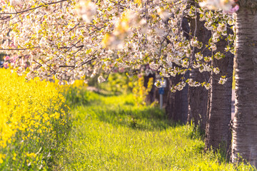 Wunderschöne Kirschblüten am Wegesrand mit Rapsfeld