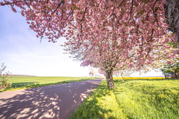 Straße im Frühling mit Kirschblüte im Harz