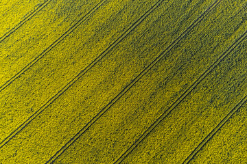 Luftaufnahme Rapsfeld. Gelbe Blüte mit Fahrspuren