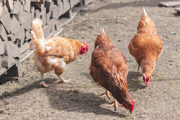 Domestic chicken with brown and white feathers running around the yard in the free range. Organic chickens. Homegrown eggs. Funny expression