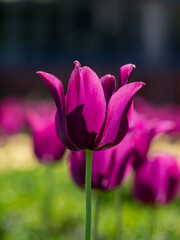 pink/purple tulip!
