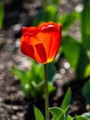 red and yellow tulip
