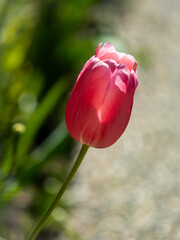 pink tulip in the garden