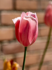 pink tulip in the garden