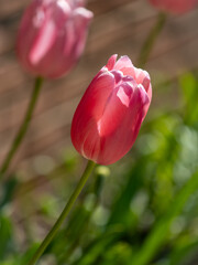 pink tulip in the garden