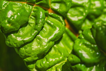 mangold in the organic garden. Mangold leaf