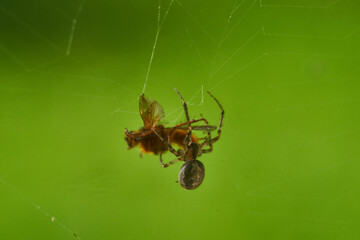 spider and pray close up