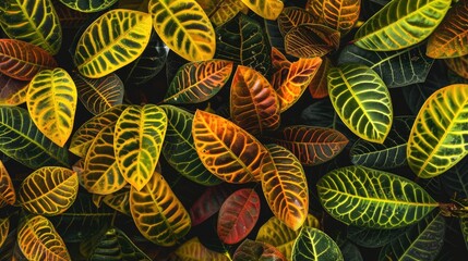 Top view of croton leaves